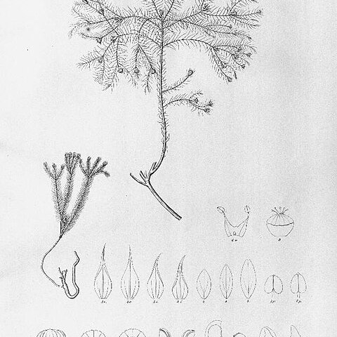 Linum selaginoides unspecified picture