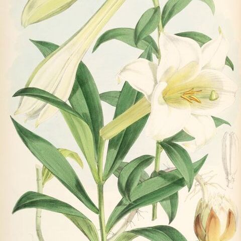 Lilium wallichianum var. neilgherrense unspecified picture