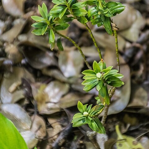 Veronica rigidula unspecified picture