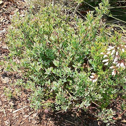 Vaccinium darrowii unspecified picture