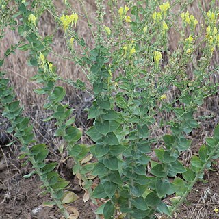 Linaria grandiflora unspecified picture