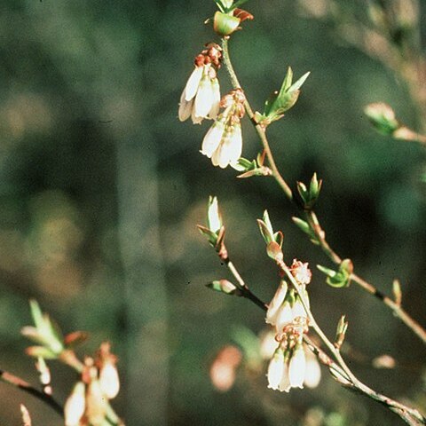 Vaccinium elliottii unspecified picture