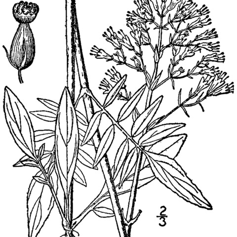 Valeriana uliginosa unspecified picture