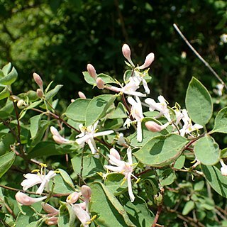 Lonicera korolkowii unspecified picture