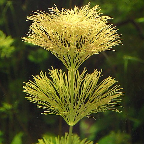 Limnophila indica unspecified picture