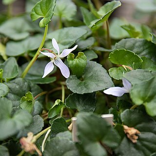 Viola utchinensis unspecified picture