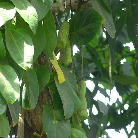 Zanonia indica unspecified picture