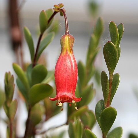 Kalanchoe manginii unspecified picture