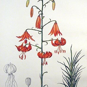 Lilium davidii var. davidii unspecified picture