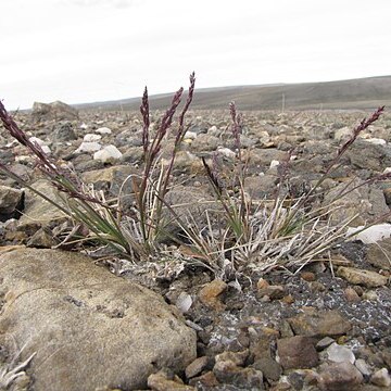 Puccinellia angustata unspecified picture