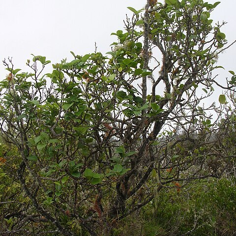 Zanthoxylum kauaense unspecified picture