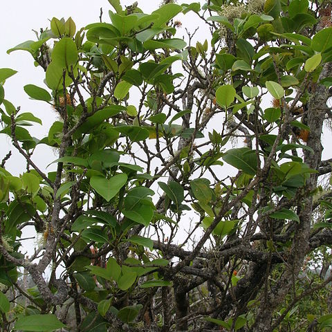 Zanthoxylum unspecified picture