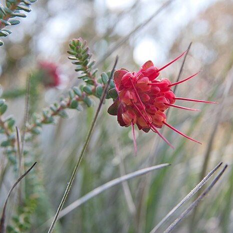 Darwinia oldfieldii unspecified picture