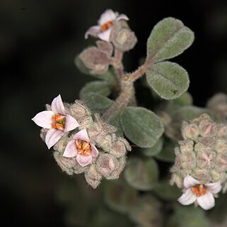 Pimelea spicata unspecified picture