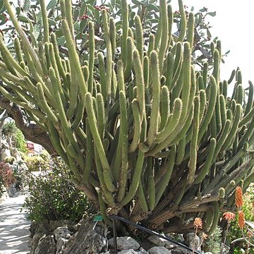 Weberbauerocereus cuzcoensis unspecified picture