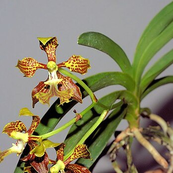 Vanda roeblingiana unspecified picture