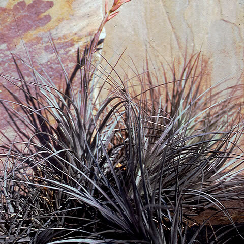 Tillandsia milagrensis unspecified picture