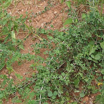 Crotalaria trifoliastrum unspecified picture