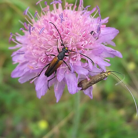 Knautia unspecified picture