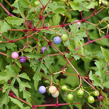 Ampelopsis japonica unspecified picture