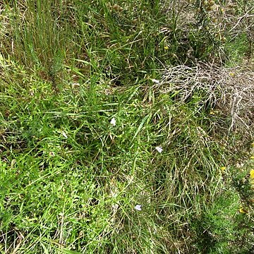 Wahlenbergia vernicosa unspecified picture