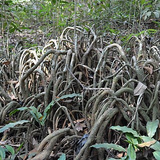 Gymnacranthera farquhariana unspecified picture