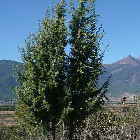 Juniperus formosana unspecified picture