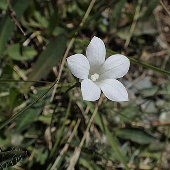 Wahlenbergia albomarginata subsp. albomarginata unspecified picture