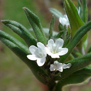 Buglossoides unspecified picture