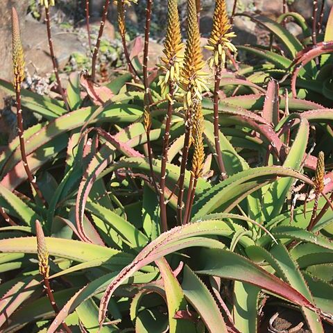 Aloe vanbalenii unspecified picture