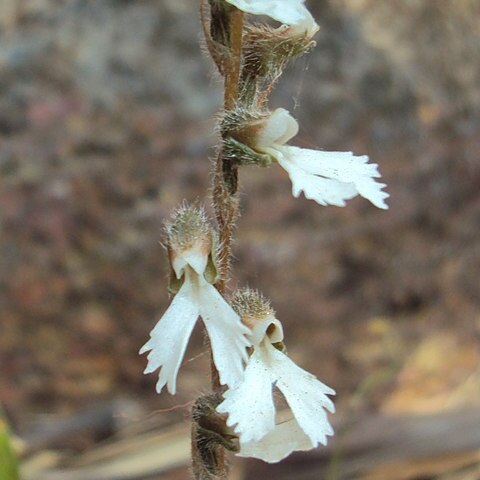 Zeuxine longilabris unspecified picture