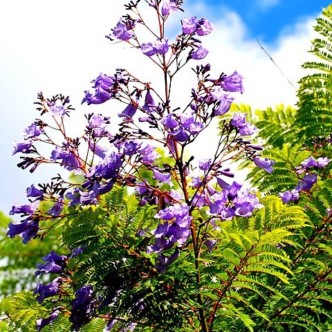 Jacaranda brasiliana unspecified picture