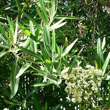 Vauquelinia californica unspecified picture