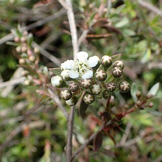 Kunzea sinclairii unspecified picture