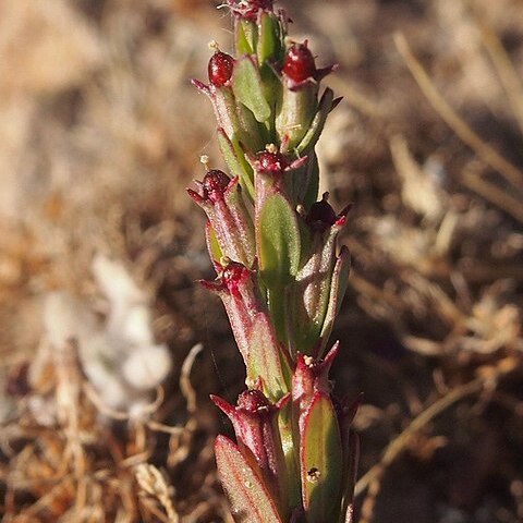 Lythrum wilsonii unspecified picture