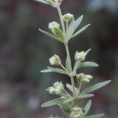 Zieria involucrata unspecified picture