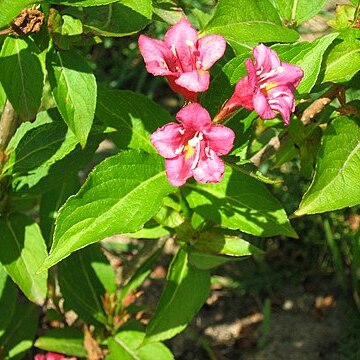 Weigela fujisanensis unspecified picture