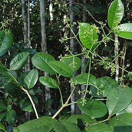 Zanthoxylum tingoassuiba unspecified picture