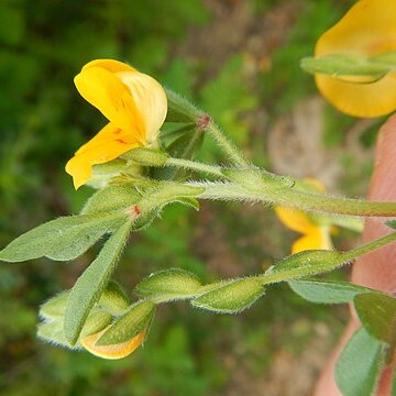 Zornia brasiliensis unspecified picture