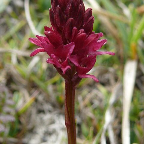 Gymnadenia x chanousiana unspecified picture