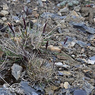 Festuca baffinensis unspecified picture