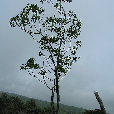 Zanthoxylum hawaiiense unspecified picture