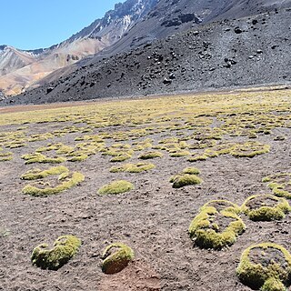 Festuca kurtziana unspecified picture