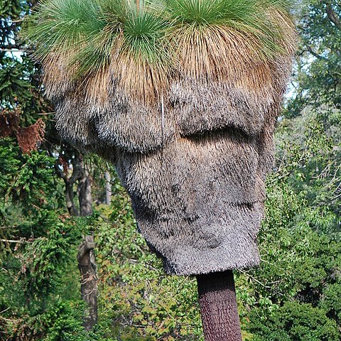 Xanthorrhoea malacophylla unspecified picture