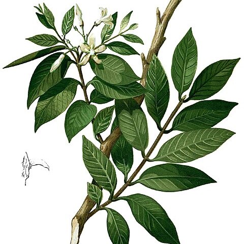 Wrightia pubescens unspecified picture