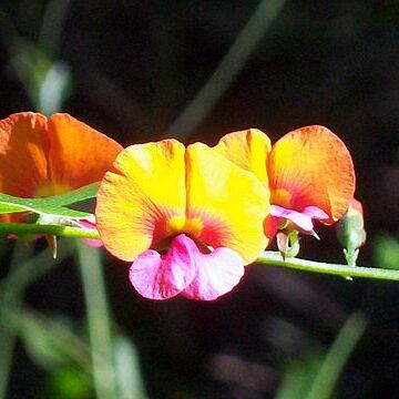 Chorizema cordatum unspecified picture