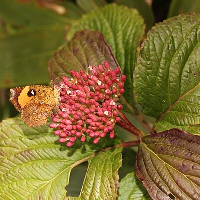 Viburnum urceolatum unspecified picture