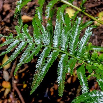 Asplenium pteridoides unspecified picture