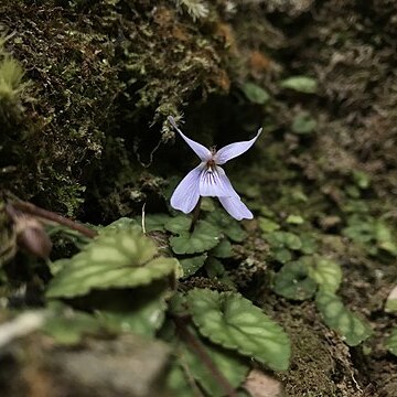 Viola formosana unspecified picture