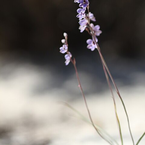 Thelymitra campanulata unspecified picture